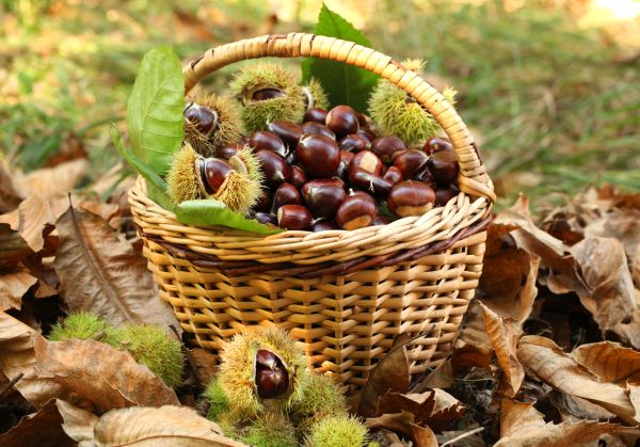 CASTAGNE - PASSA IN CROCE AZZURRA A CADORAGO